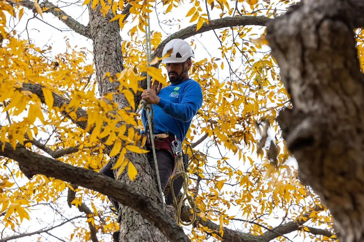 Skilled Tree Planting crew working in Palo Verde