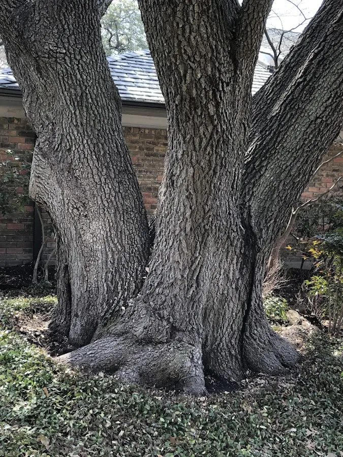 Mature heritage tree close to a Palo Verde property cared for by certified arborists