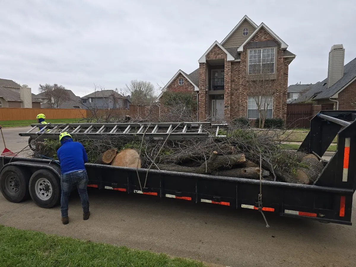 Expert Tree Removal with proper safety equipment in Palo Verde